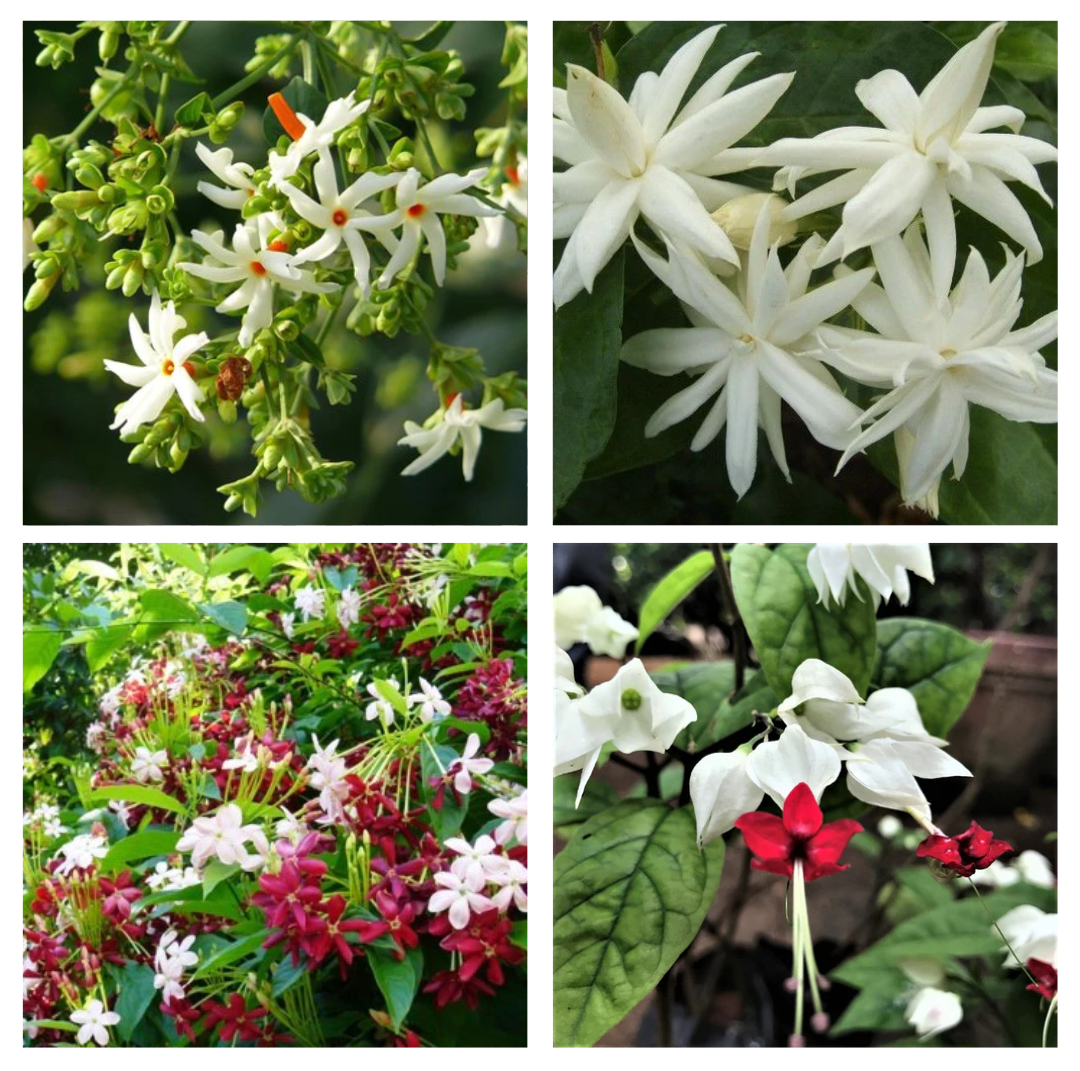 Set of 4 Balcony Flowering Plants - Har Shringar + Madan Mogra + Dwarf Madhu Malti + Bleeding Heart Vine - myBageecha