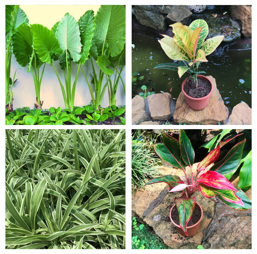 Set of 4 Foliage green plants combo - Giant Taro +  Codiaeum Variegatum Petra + Spider Plant+  Aglaonema Lipstick - myBageecha