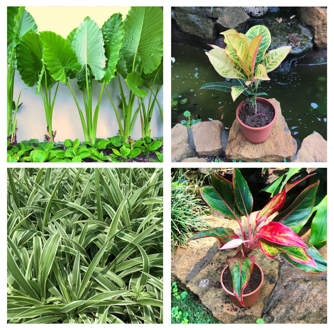 Set of 4 Foliage green plants combo - Giant Taro + Codiaeum Variegatum Petra + Spider Plant+ Aglaonema Lipstick - myBageecha