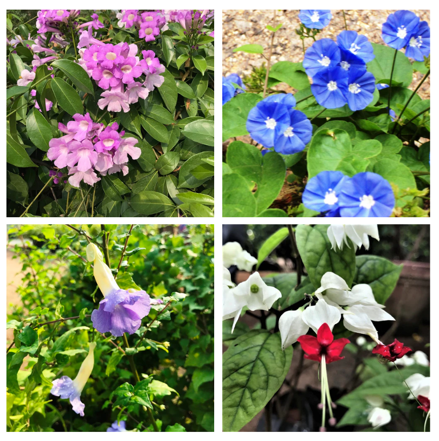 Set of 4 Flowering Vine Plants - Garlic vine +Sky Blue Custer Vine + Bengal Trumpet Vine+ Bleeding Heart Vine - myBageecha