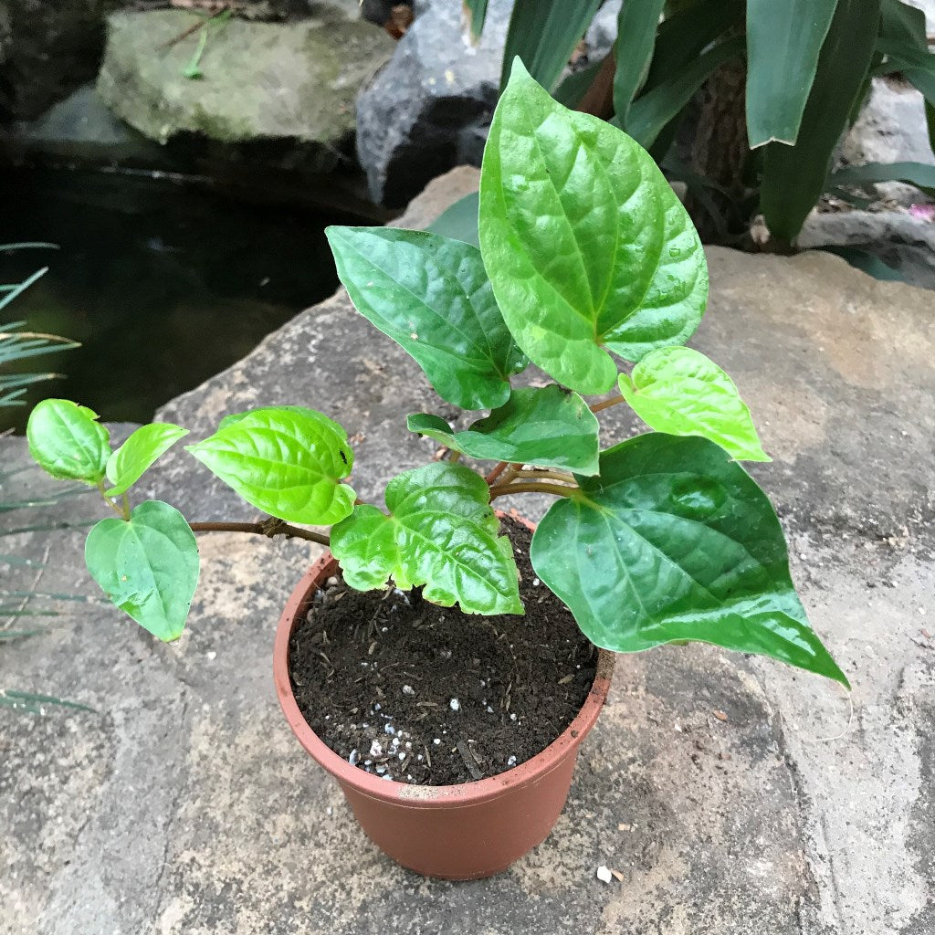 Betel Leaf Vine Paan Plant - myBageecha