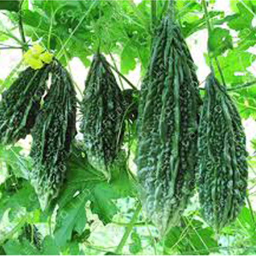 Bitter Gourd Karela annual fruiting vine – myBageecha