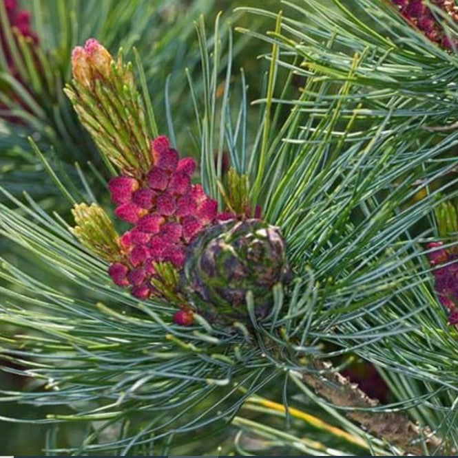 Japanese Black Pine Plant - myBageecha