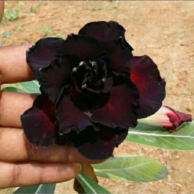 Black Panther Adenium Desert Rose Plant | myBageecha