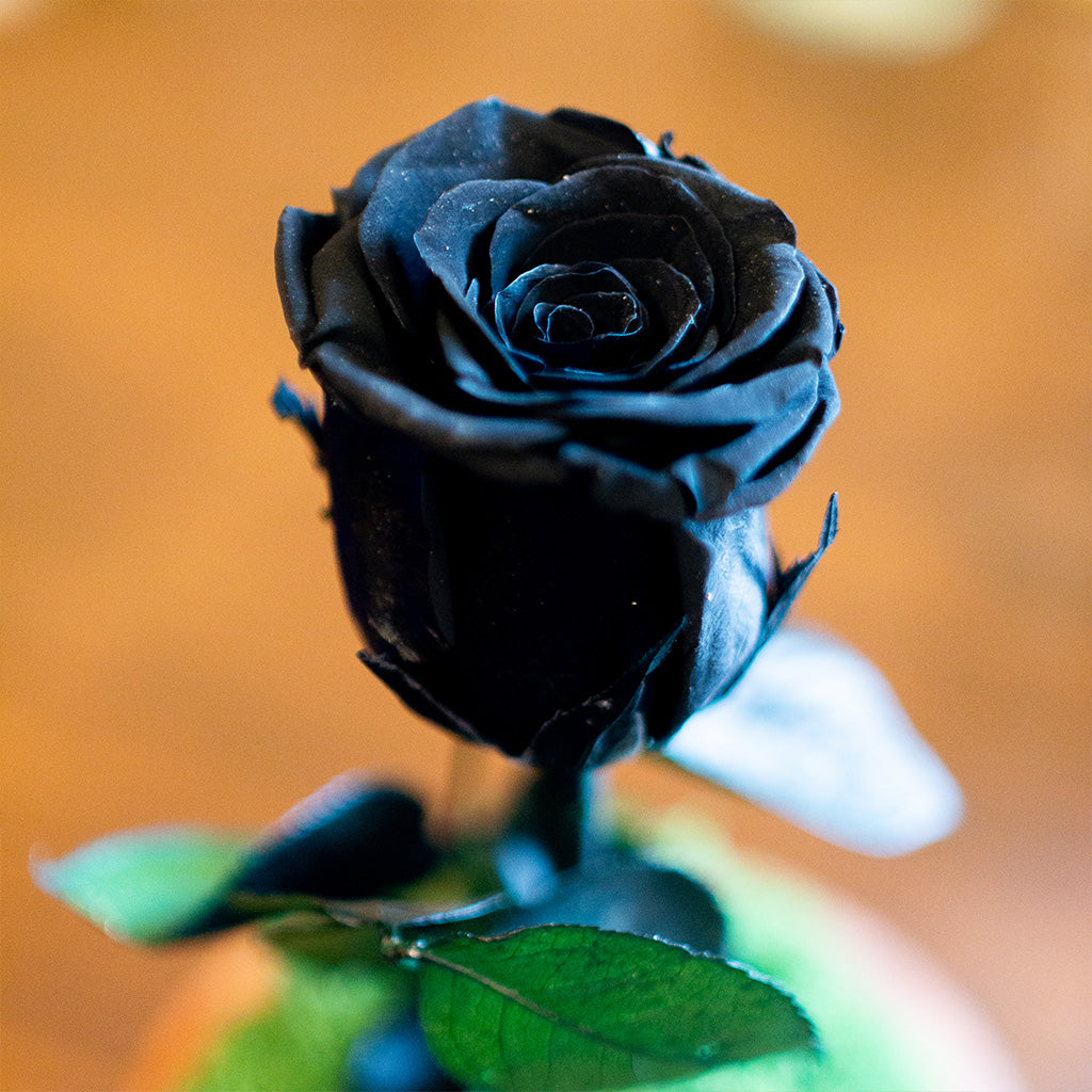 Close-up detail of The Eternal Rose (Black) petals – sophisticated dark floral décor.
