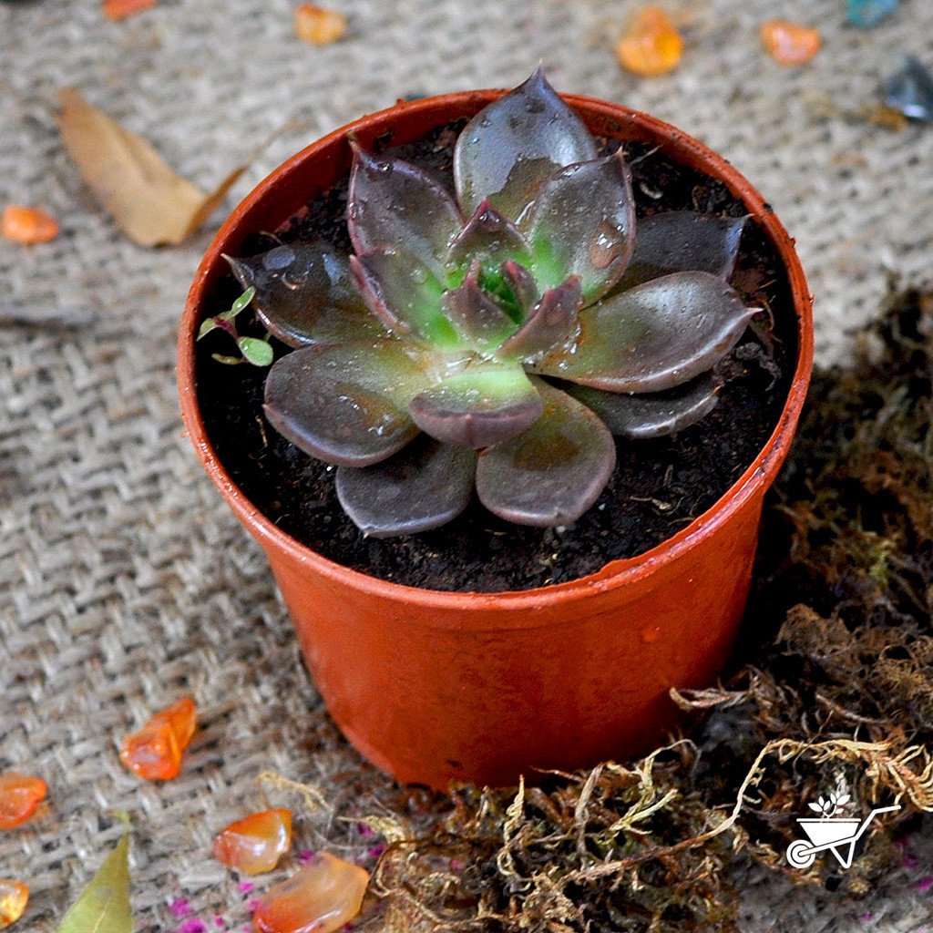 Assorted Set of 4 Colourful Succulent Plants - myBageecha