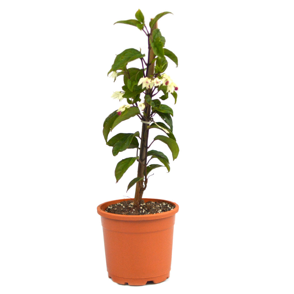 Bleeding Heart Vine Plant - myBageecha