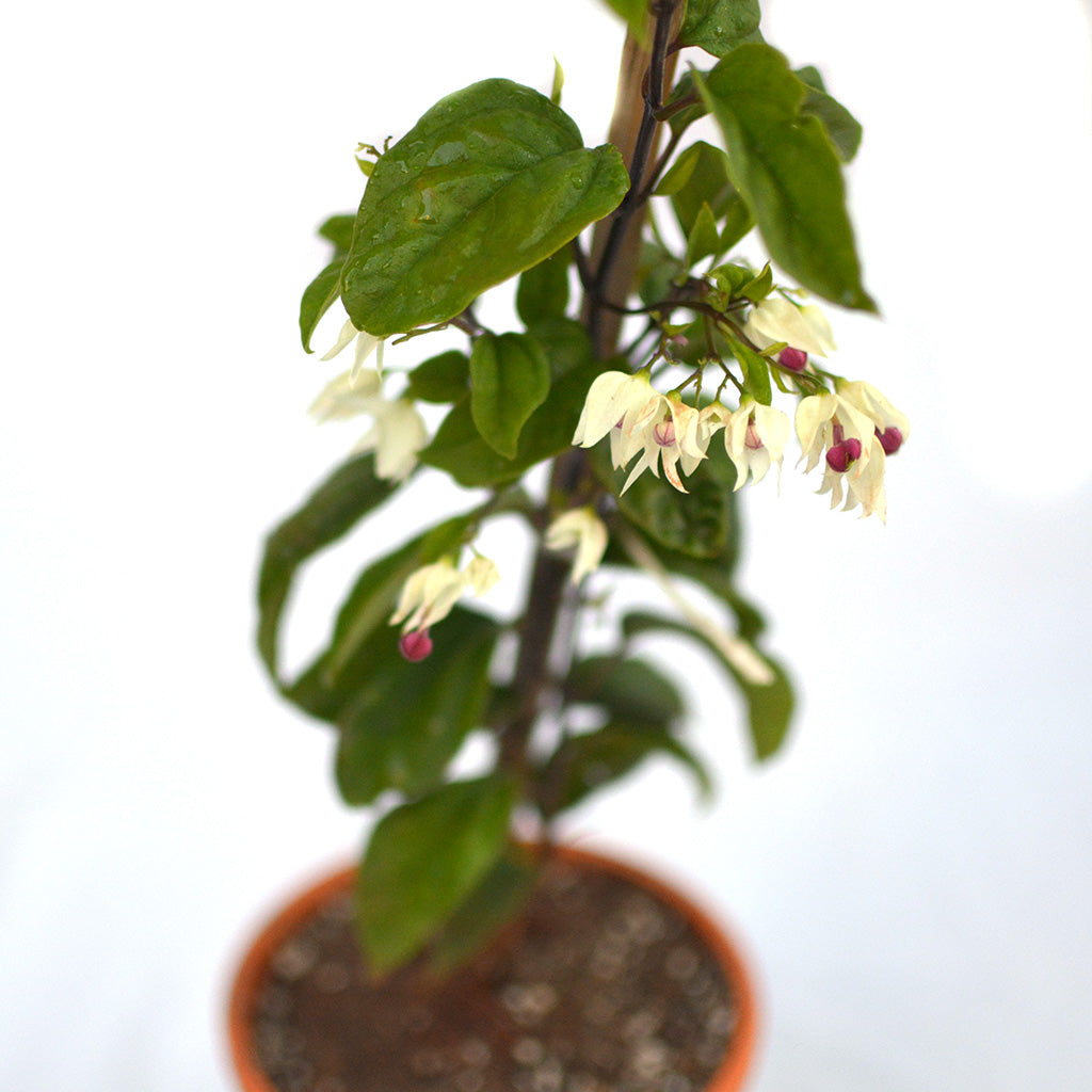 Bleeding Heart Vine Plant - myBageecha