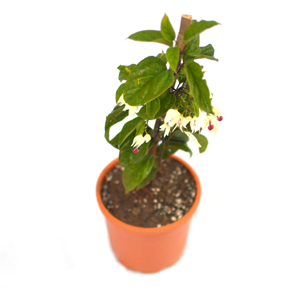 Bleeding Heart Vine Plant - myBageecha