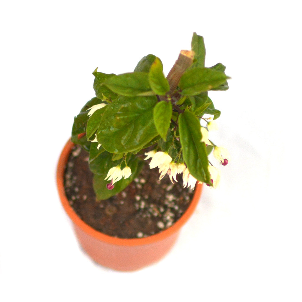 Bleeding Heart Vine Plant - myBageecha