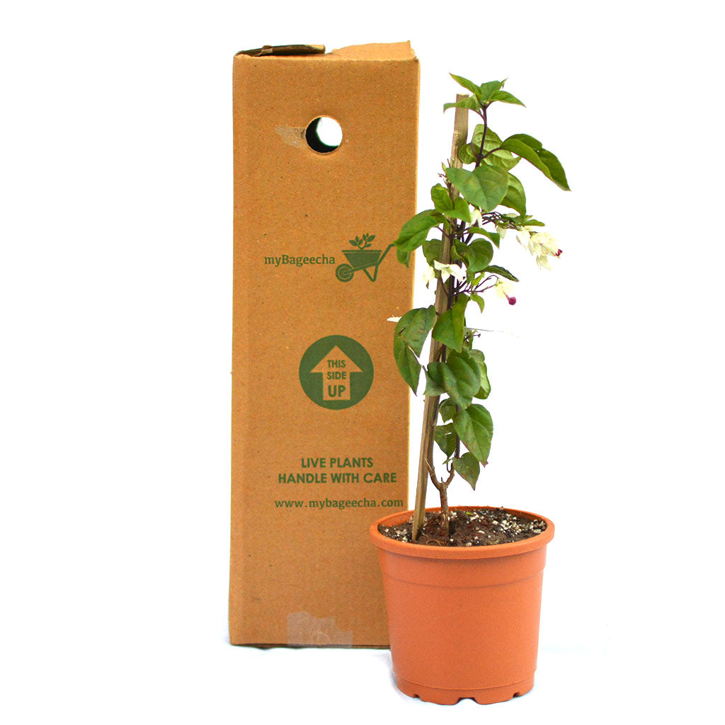 Bleeding Heart Vine Plant - myBageecha