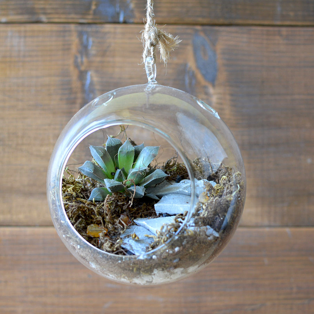 hanging plant terrarium kit 6" Hanging Glass Terrarium | Air Plant & Succulent Décor