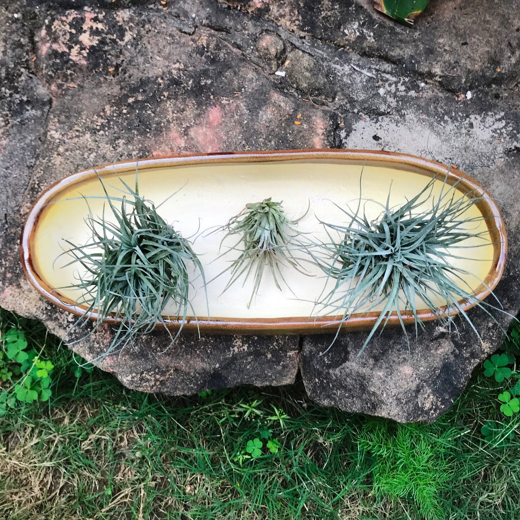 Set of 2 Chiselled Bonsai Ceramic Tray - myBageecha