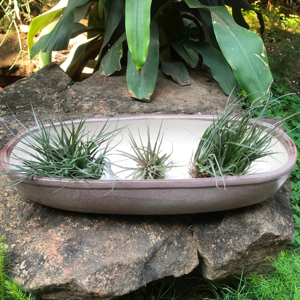 Bonsai Oval Long Tray -Grey