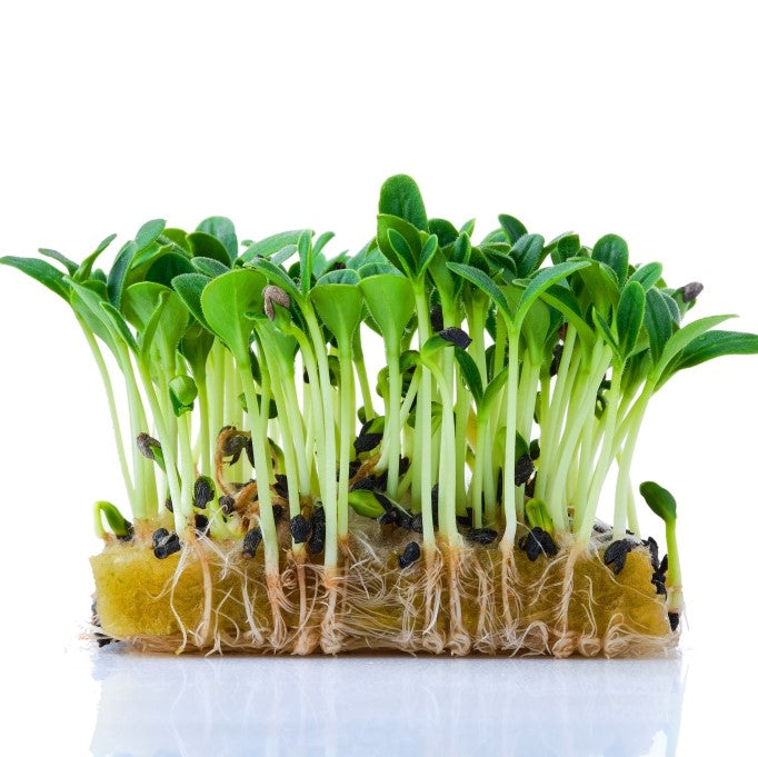 Microgreens Borage Seeds – myBageecha