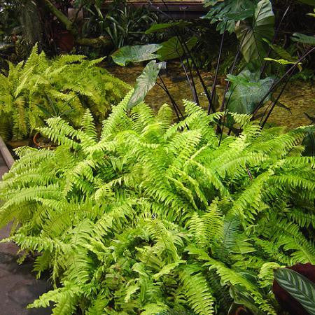 Boston Fern - Air Purifier Plants myBageecha - myBageecha