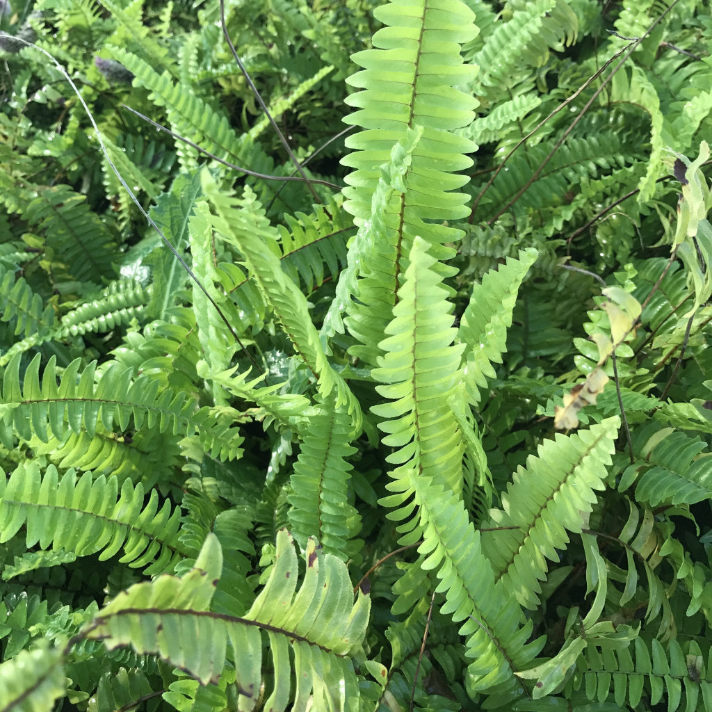 Pack of 3 Easy to Maintain Ferns - myBageecha