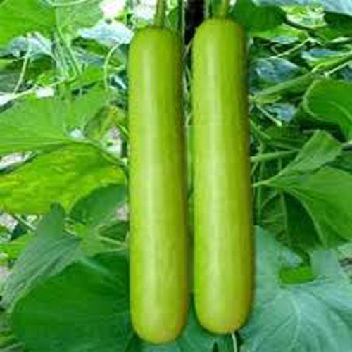 Buy Bottle Gourd Lauki Vegetable Seeds MyBageecha