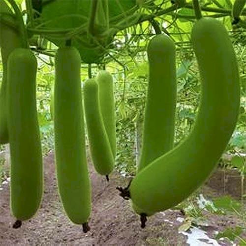 Bottlegourd Indam-204 annual hybrid vine – myBageecha
