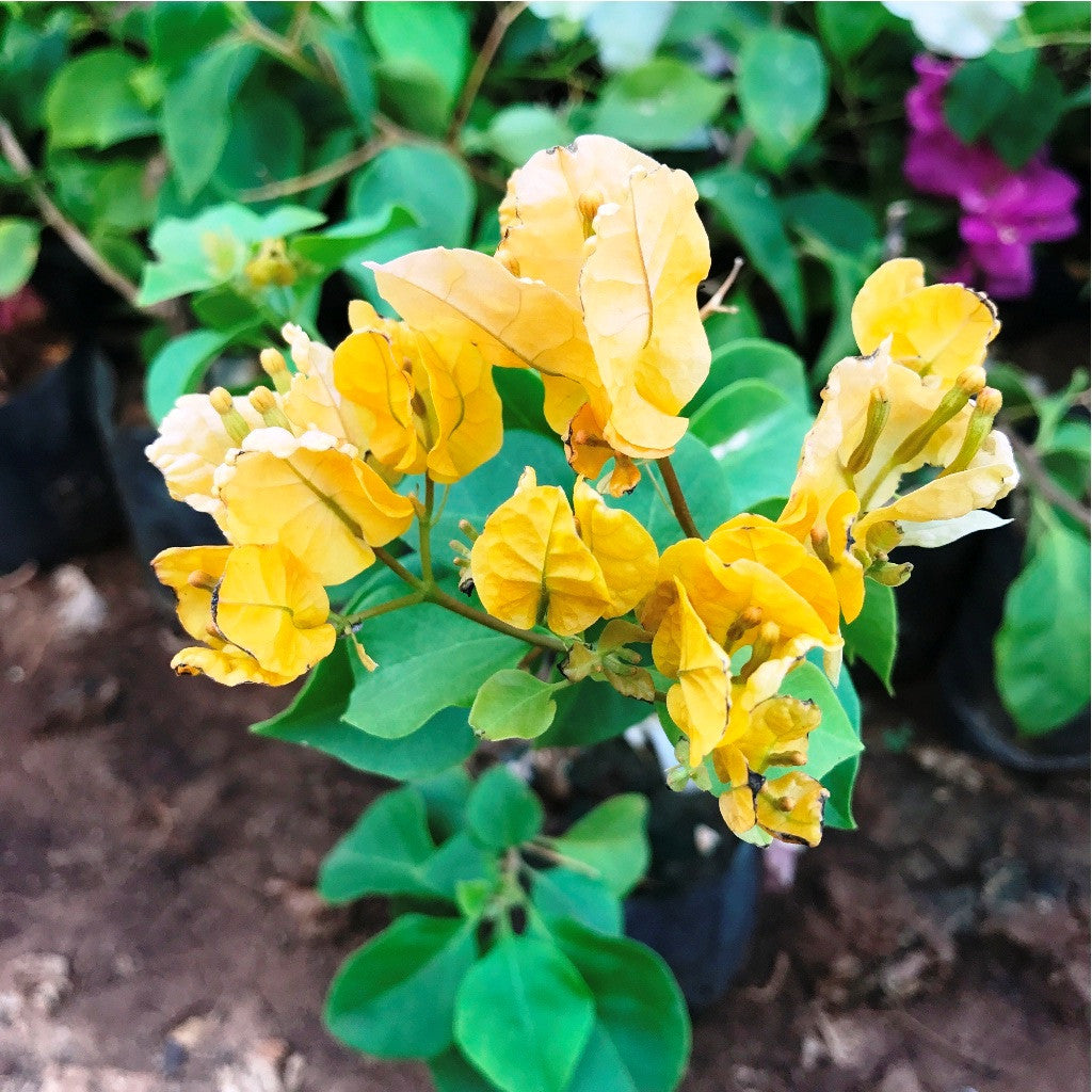 Bougainvillea 'California Gold' Plants myBageecha - myBageecha