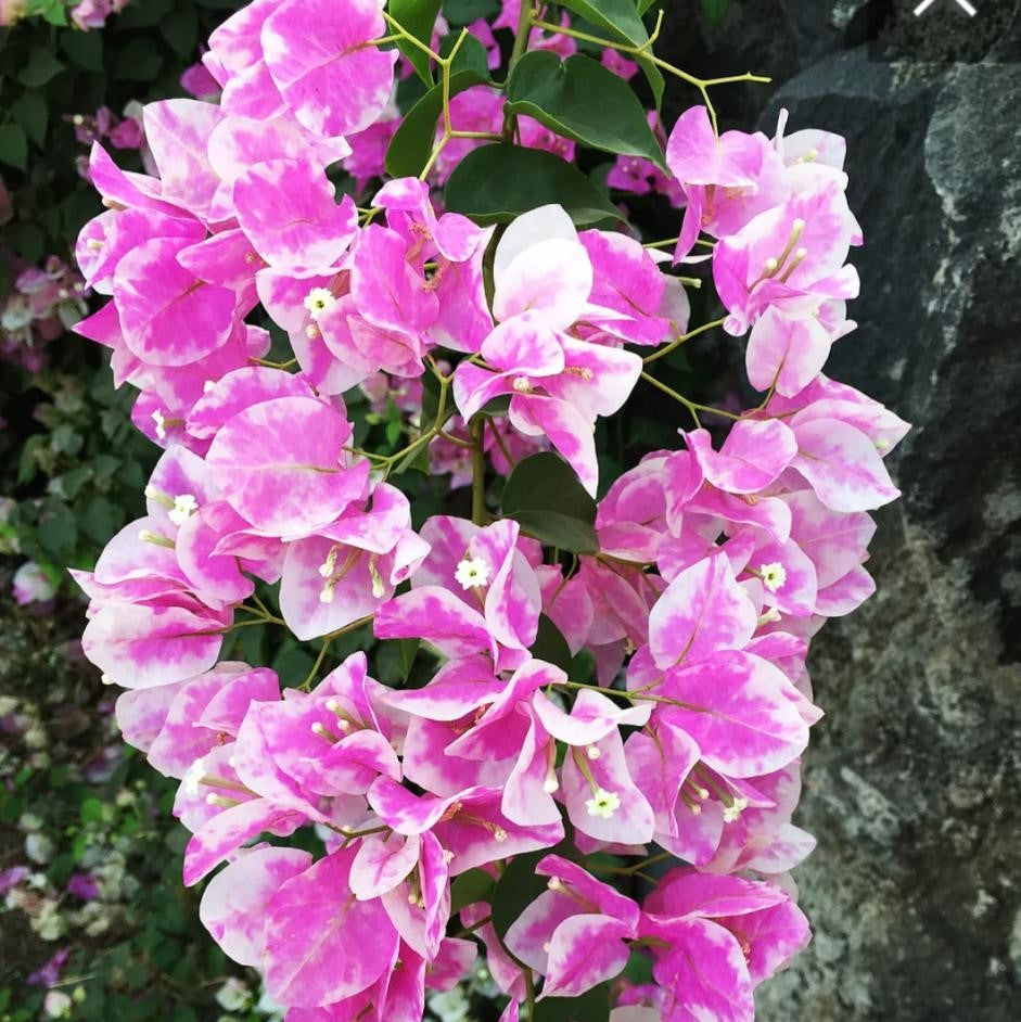 Bougainvillea Imperial Thai Delight Plant-myBageecha
