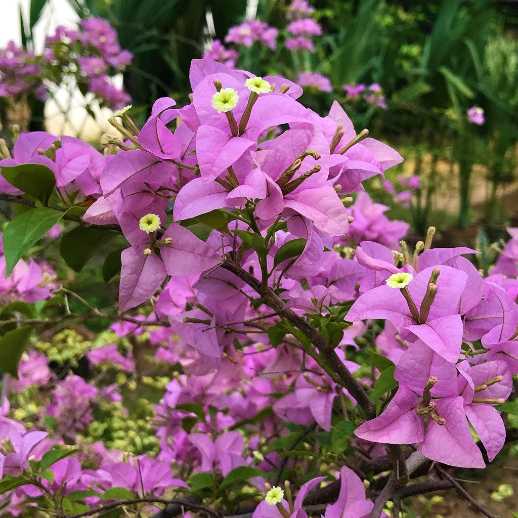 Bougainvillea Glabra Magnifica Plant-myBageecha