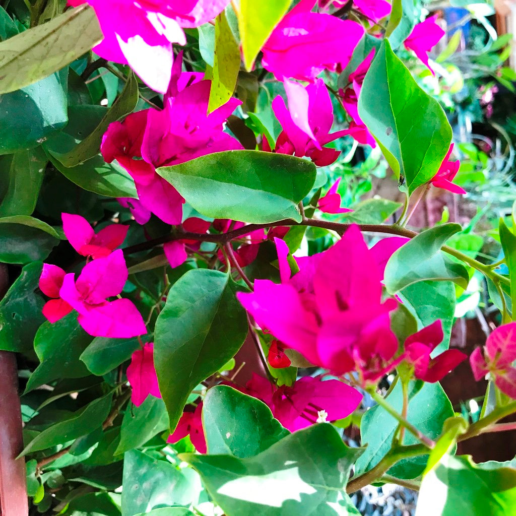 Bougainvillea La Jolla Plant-myBageecha