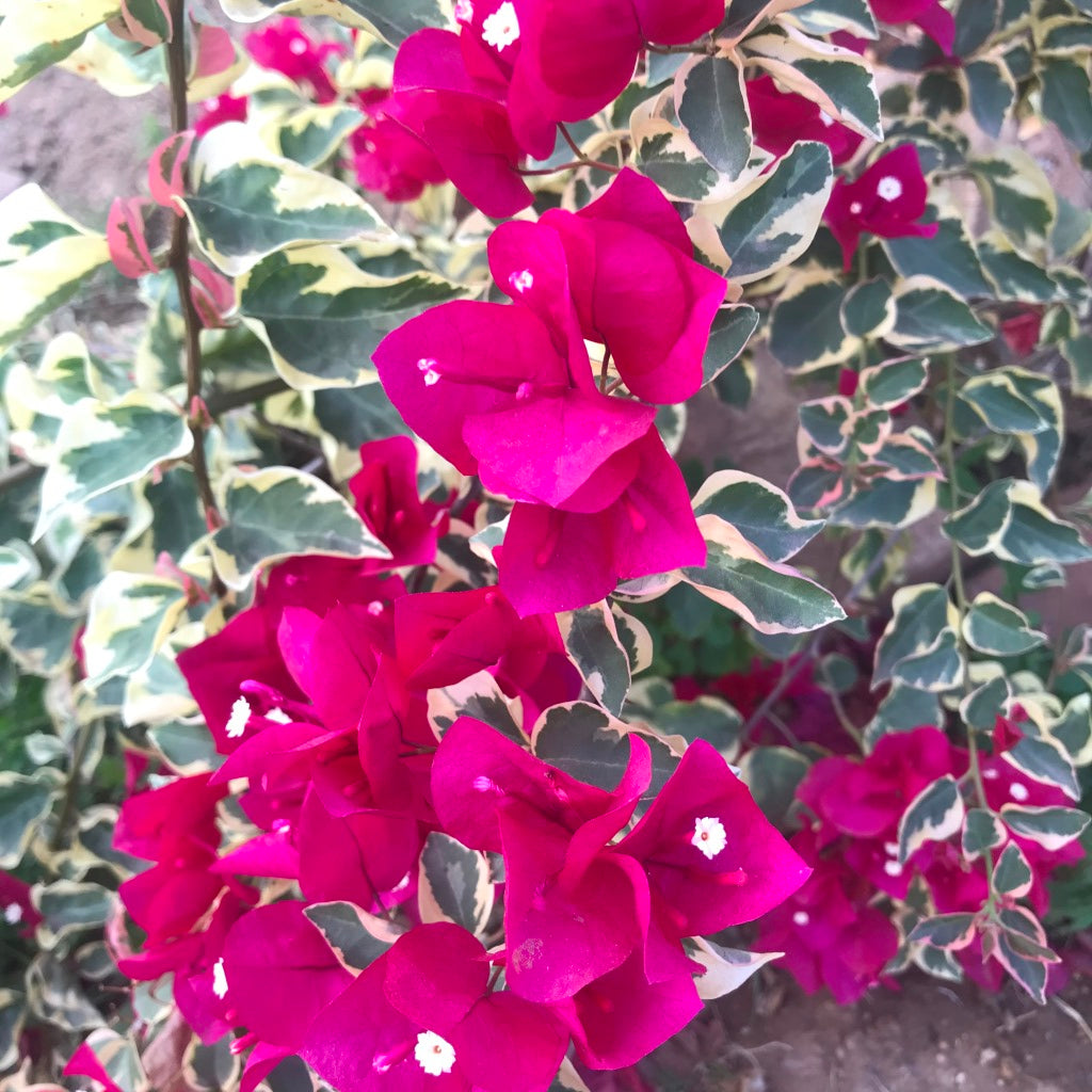 Bougainvillea Raspberry Ice Plant-myBageecha