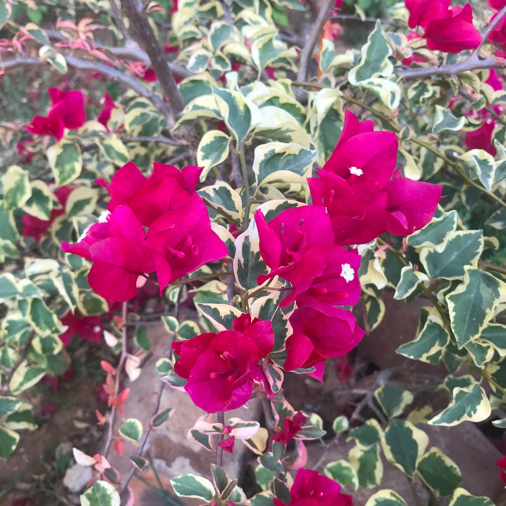 Bougainvillea Raspberry Ice Plant-myBageecha