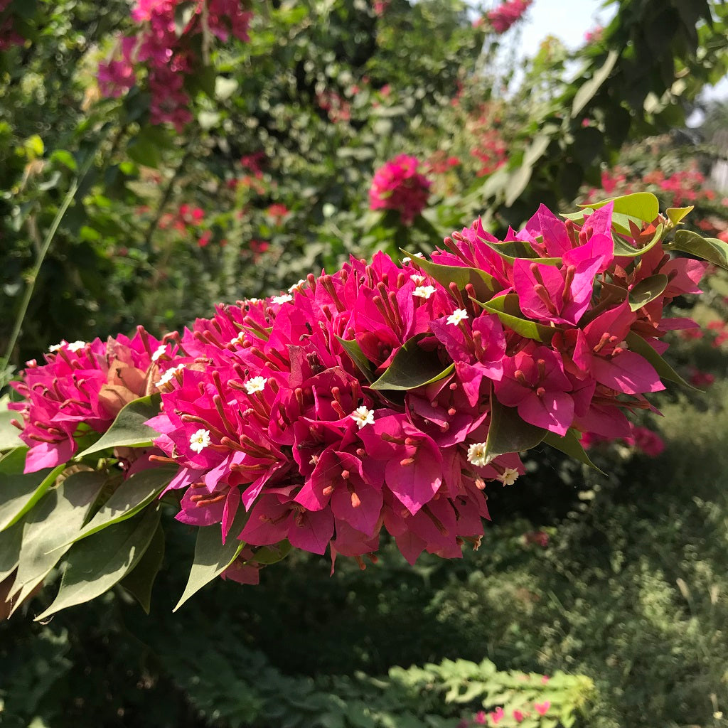 Bougainvillea Sunvillea Rose Dwarf Plant-myBageecha