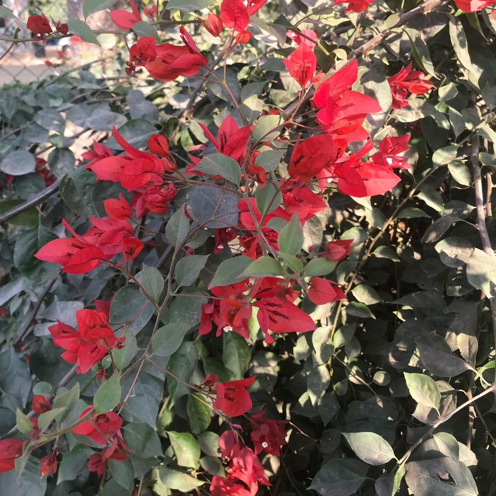 Bougainvillea Tomato Red climber with red bracts and dense green foliage