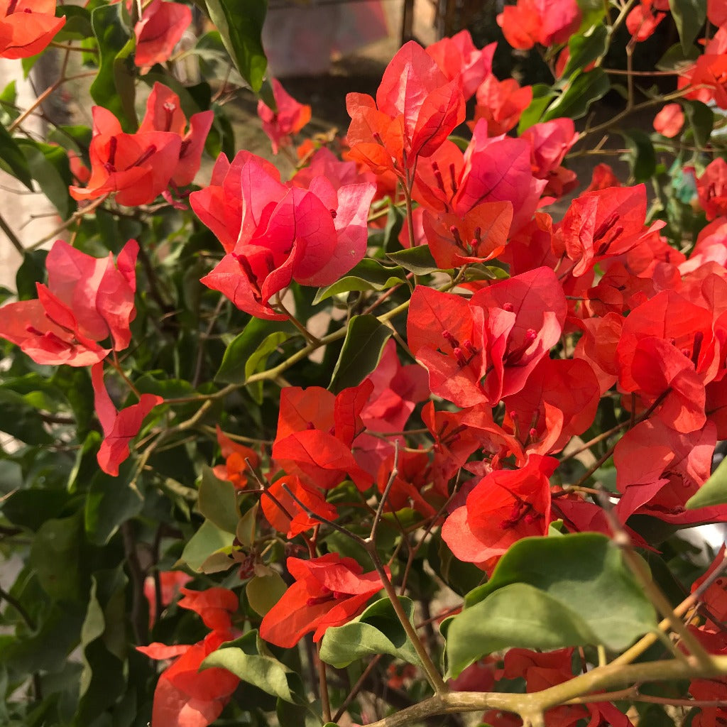 Close-up of Bougainvillea Tomato Red bracts showing vibrant red colour and fine texture