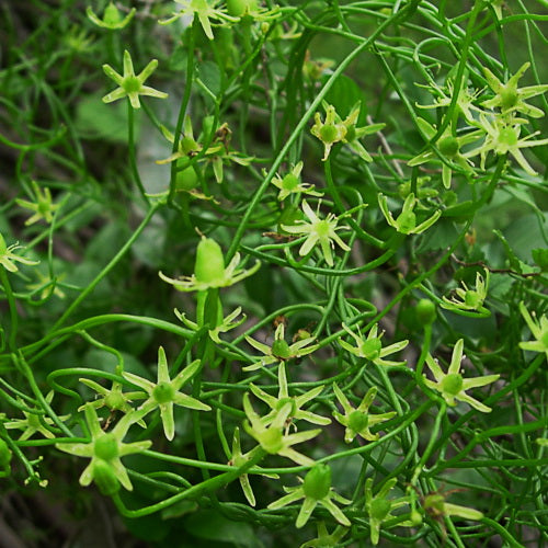 Bowiea Volubilis Plant – Twining Tendril Close-Up