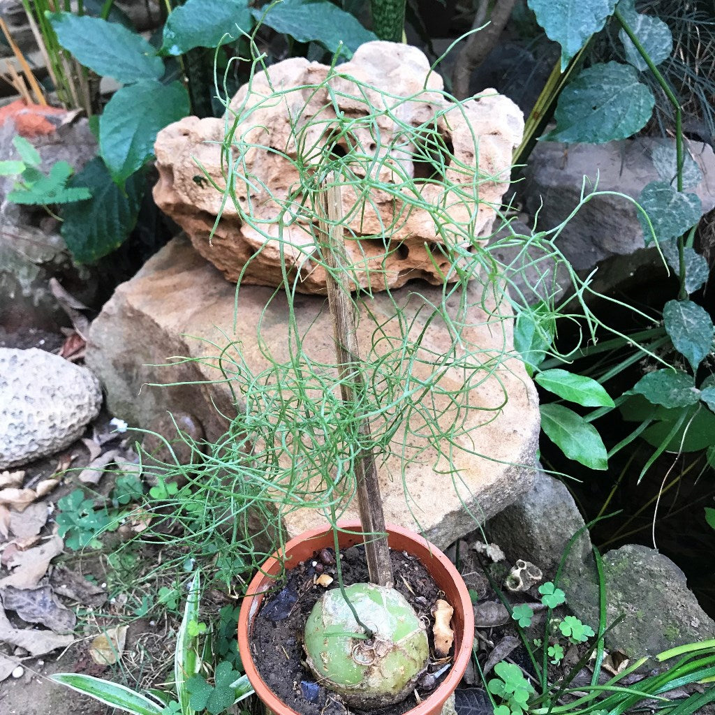 Bowiea Volubilis Plant – Bulb Base Decorative Form Highlight