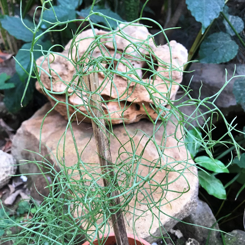 Bowiea Volubilis Plant – Light Climbing Vine Habitat