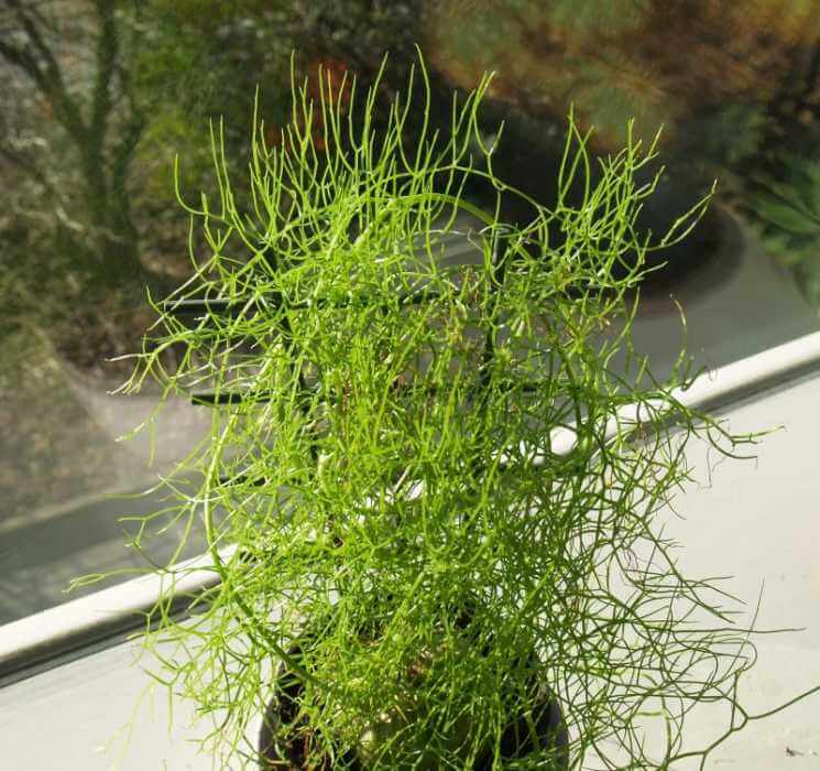 Bowiea Volubilis Plant – Suitable for Window Ledge & Hanging Planters