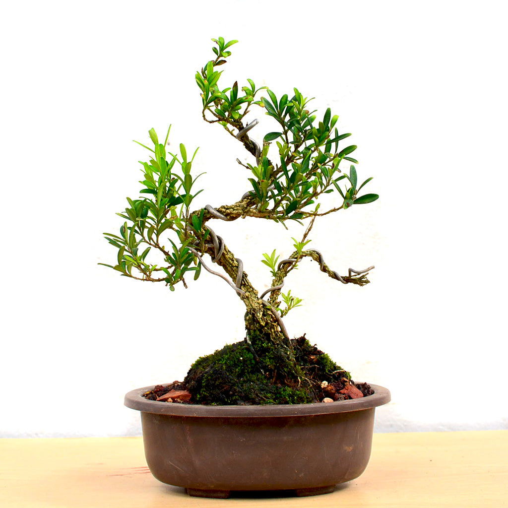 Bonsai Boxwood Plant with dense green foliage – myBageecha