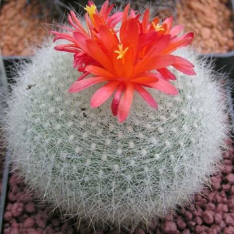 ball cactus succulent Brasilicactus haselbergii Crested Scarlet Ball Cactus
