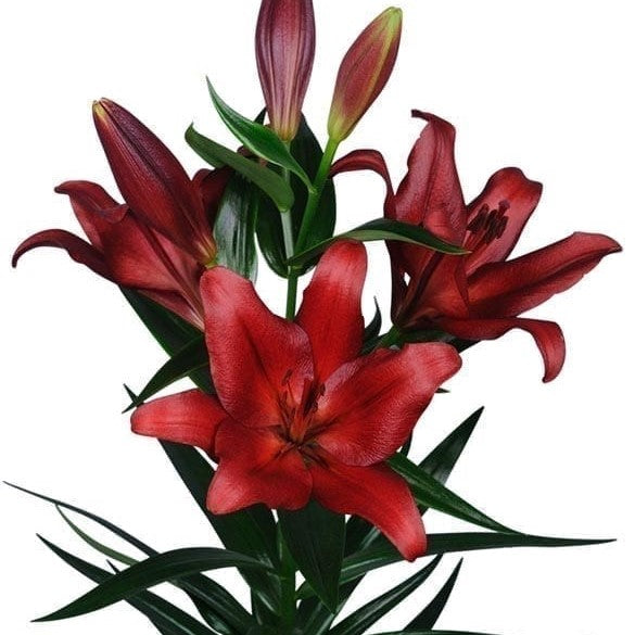 Lilium Asiatic 'Breakout' (Bulbs) - myBageecha