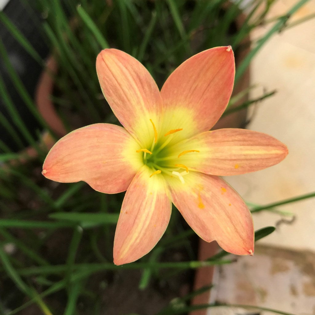 Rain Lily 'Bright Eye' (Bulbs) - myBageecha