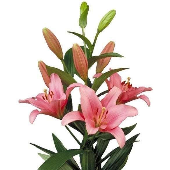 Lilium Asiatic 'Brindisi' (Bulbs) - myBageecha