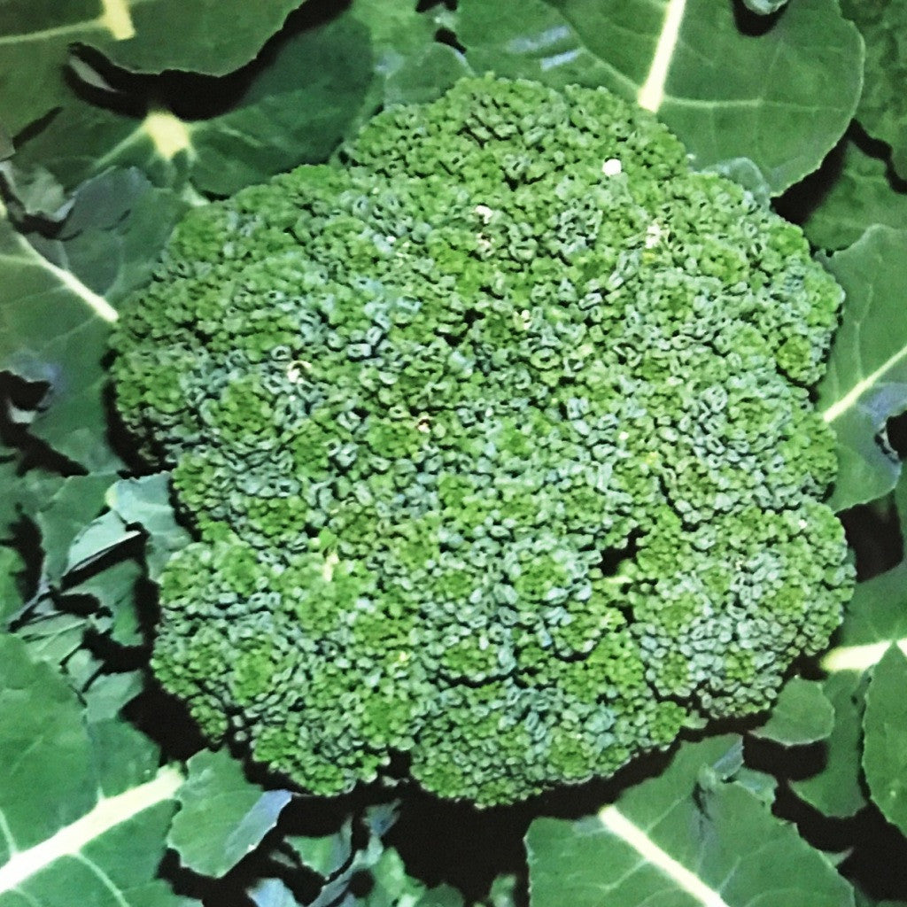 Organic Broccoli annual leafy crop – myBageecha