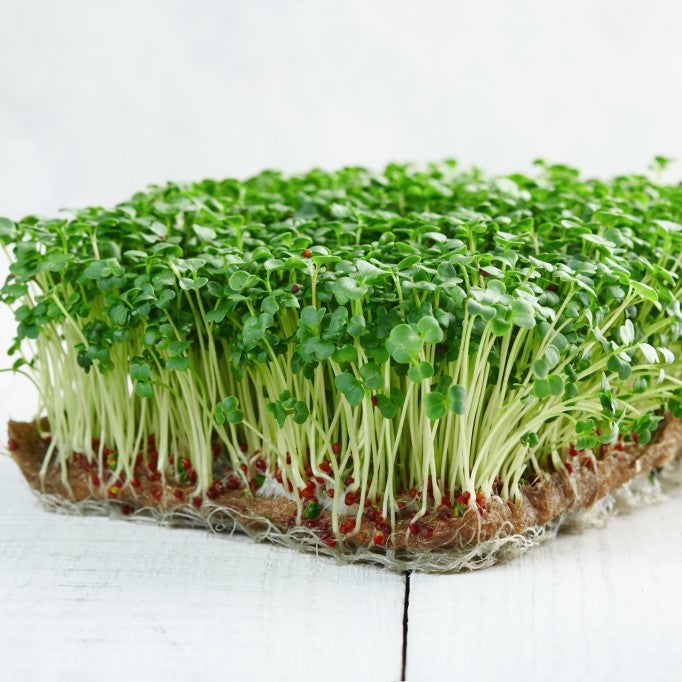Microgreens Broccoli Seeds – myBageecha