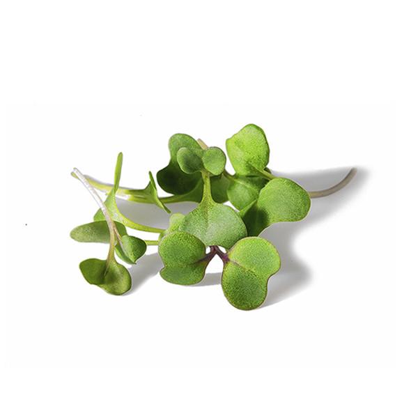 Broccoli microgreens foliage, All Season harvest
