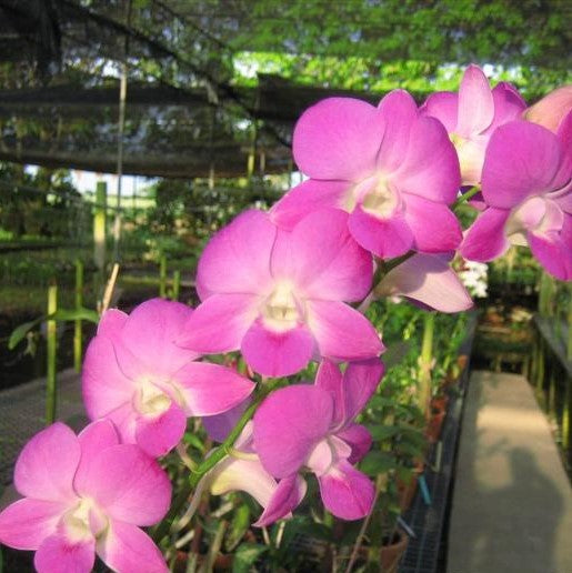 Den. Burana Pinky - myBageecha