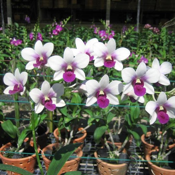 Den. Burana Rasakul Charming - myBageecha