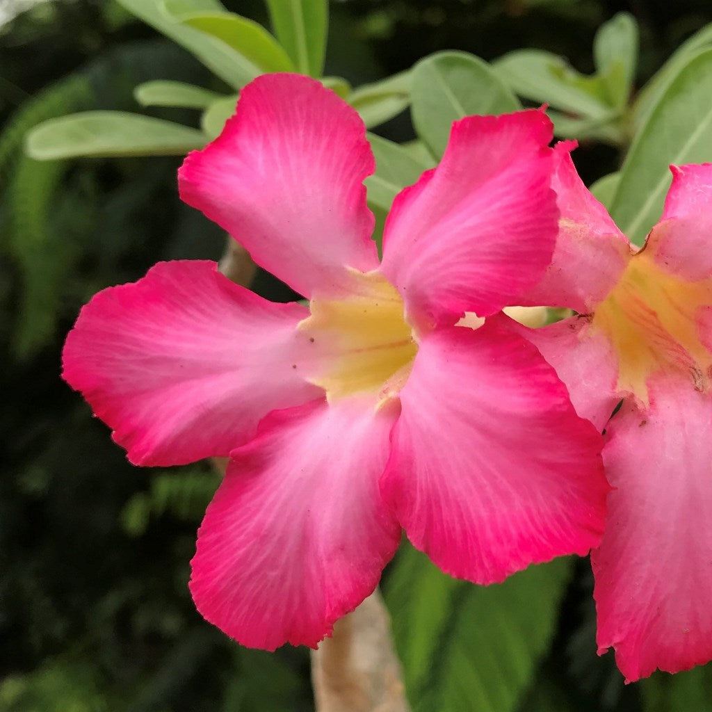 Bursting Pink Adenium Plant - myBageecha