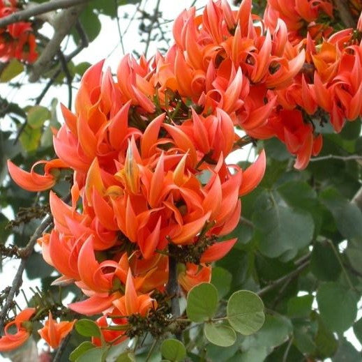 Close-up of Butea monosperma flowers showing curved orange petals and dark stems