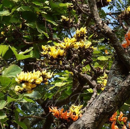 Close-up of Butea lutea flowers showing soft yellow curved petals
