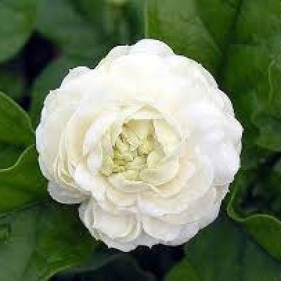 Butt Mogra / Jasminum Sambac Plants myBageecha - myBageecha